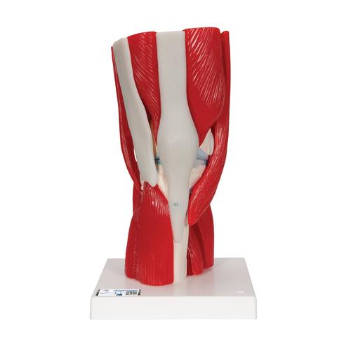 Kniegelenkmodell mit abnehmbaren Muskeln, 12-teilig - 3B Smart Anatomy, 1000178 [A882], Gelenkmodelle