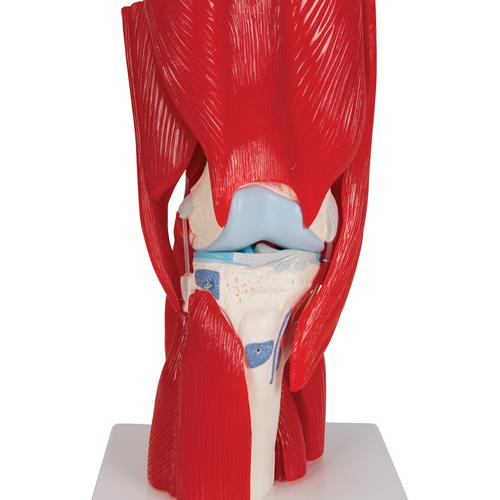 Kniegelenkmodell mit abnehmbaren Muskeln, 12-teilig - 3B Smart Anatomy, 1000178 [A882], Gelenkmodelle