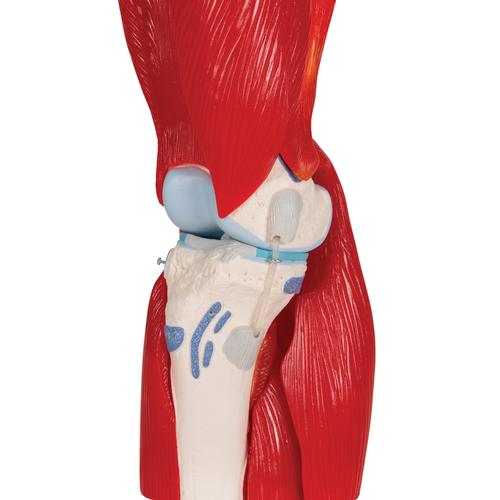무릎관절(슬관절) 근육 모형 12파트 Knee Joint with Removable Muscles, 12 part - 3B Smart Anatomy, 1000178 [A882], 관절 모형