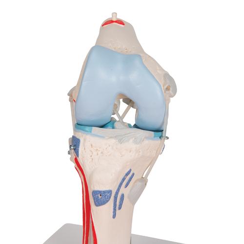 Human Knee Joint Model with Removable Muscles, 12 part - 3B Smart Anatomy, 1000178 [A882], Joint Models