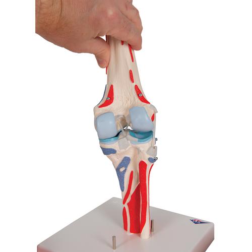 Articulation du genou, en 12 pièces - 3B Smart Anatomy, 1000178 [A882], Modèles d'articulations