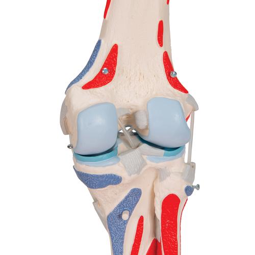 무릎관절(슬관절) 근육 모형 12파트 Knee Joint with Removable Muscles, 12 part - 3B Smart Anatomy, 1000178 [A882], 관절 모형