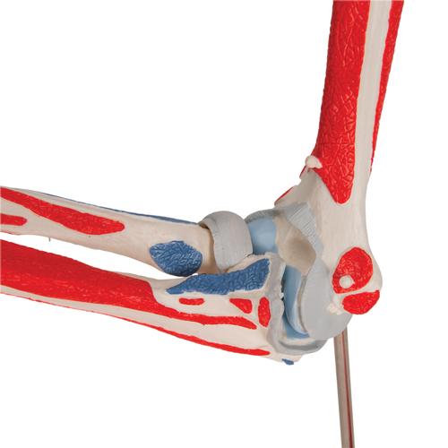 팔꿈치관절 (주관절) 근육모형 8파트 분리 Elbow Joint with Removable Muscles, 8 parts - 3B Smart Anatomy, 1000179 [A883], 관절 모형