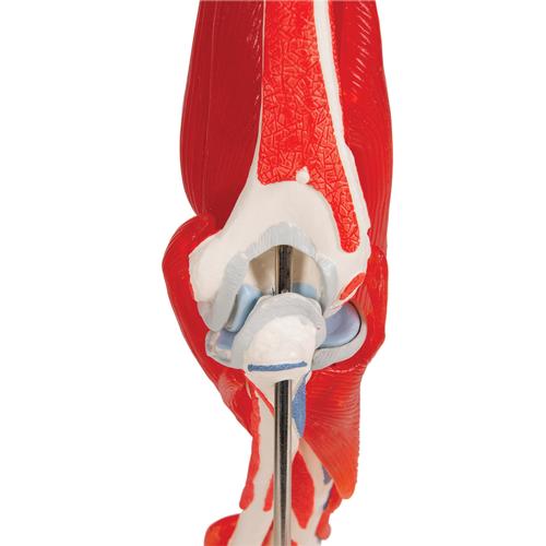 팔꿈치관절 (주관절) 근육모형 8파트 분리 Elbow Joint with Removable Muscles, 8 parts - 3B Smart Anatomy, 1000179 [A883], 관절 모형