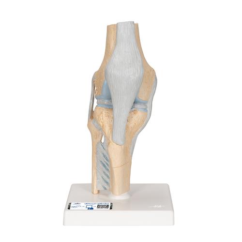 Modèle de coupe de l'articulation du genou, en 3 parties - 3B Smart Anatomy, 1000180 [A89], Modèles d'articulations