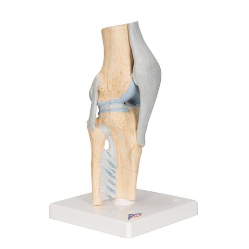 Модель коленного сустава в разрезе - 3B Smart Anatomy, 1000180 [A89], Модели суставов, кисти и стопы человека