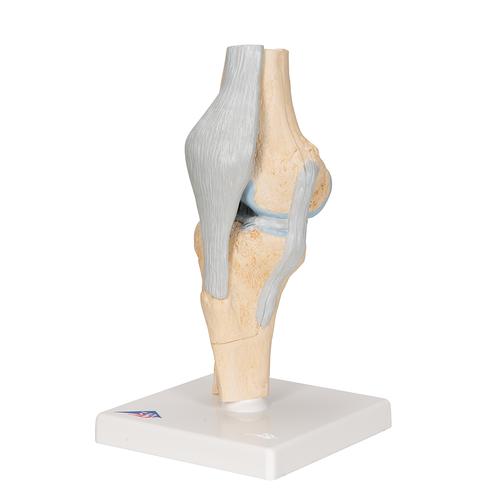 膝关节切面模型，3部分组成 - 3B Smart Anatomy, 1000180 [A89], 关节模型