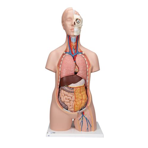 Classic Unisex Human Torso Model, 12 part - 3B Smart Anatomy, 1000186 [B09], Human Torso Models