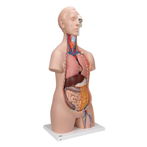 标准无性躯干模型，12部分 - 3B Smart Anatomy, 1000186 [B09], 躯干模型