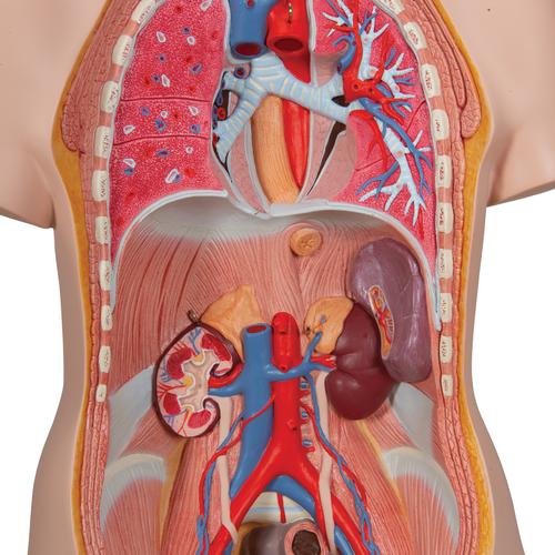 Torso cl&aacute;sico asexuado, 12 partes, 1000186 [B09], Modelos de Torsos Humanos