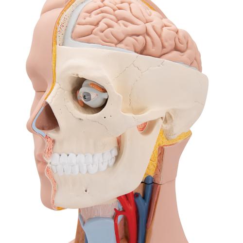 Torso cl&aacute;sico asexuado, 12 partes, 1000186 [B09], Modelos de Torsos Humanos