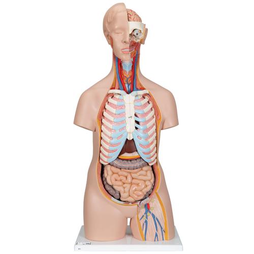 Classic Unisex Human Torso Model, 16 part - 3B Smart Anatomy, 1000188 [B11], Human Torso Models