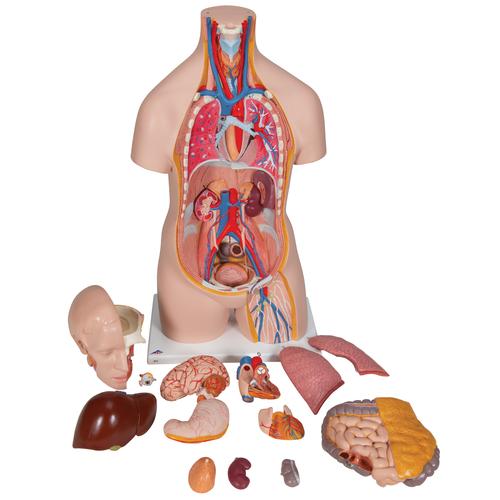 Модель торса человека, бесполая, 14 частей - 3B Smart Anatomy, 1000190 [B13], Модели торса человека