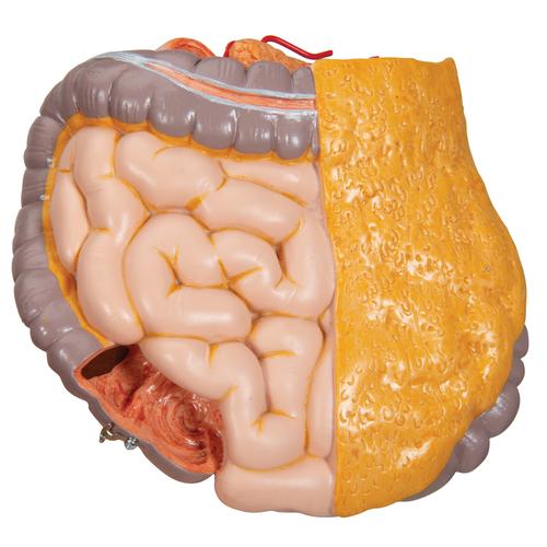Модель торса человека, бесполая, 14 частей - 3B Smart Anatomy, 1000190 [B13], Модели торса человека