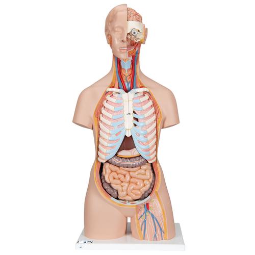 Модель торса человека, двуполая, с открытой спиной, 21 часть - 3B Smart Anatomy, 1000192 [B17], Модели торса человека