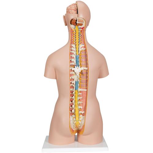 Classic Unisex Human Torso Model with Open Back, 21 part - 3B Smart Anatomy, 1000192 [B17], Human Torso Models