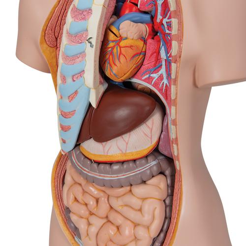 Модель торса человека, двуполая, с открытой спиной, 21 часть - 3B Smart Anatomy, 1000192 [B17], Модели торса человека