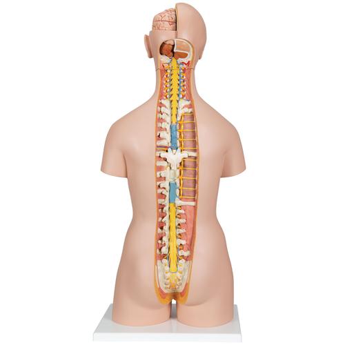 Classic Unisex Human Torso Model with Opened Neck and Back, 18 part - 3B Smart Anatomy, 1000193 [B19], Human Torso Models