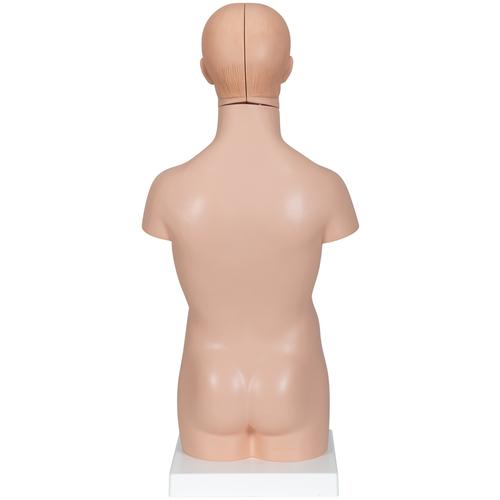 Mini torso, em 12 partes, 1000195 [B22], Modelo de torso