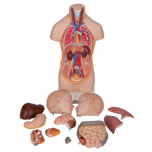 Модель торса человека, уменьшенная, 12 частей - 3B Smart Anatomy, 1000195 [B22], Модели торса человека