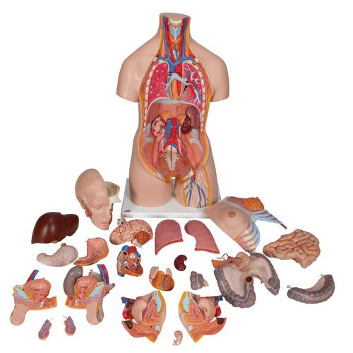 Модель торса человека, двуполая, класса «люкс», 24 части - 3B Smart Anatomy, 1000196 [B30], Модели торса человека