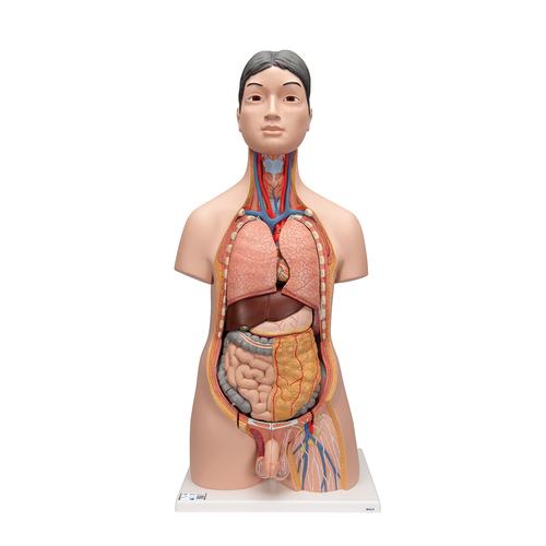 Deluxe Asian Dual Sex Human Torso Model, 18 part - 3B Smart Anatomy, 1000199 [B32/4], Human Torso Models