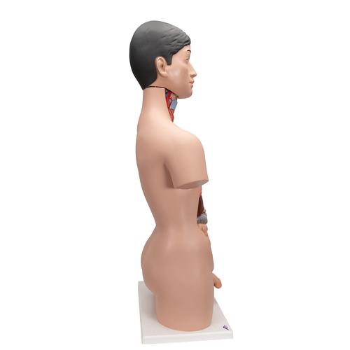 Deluxe Asian Dual Sex Human Torso Model, 18 part - 3B Smart Anatomy, 1000199 [B32/4], Human Torso Models