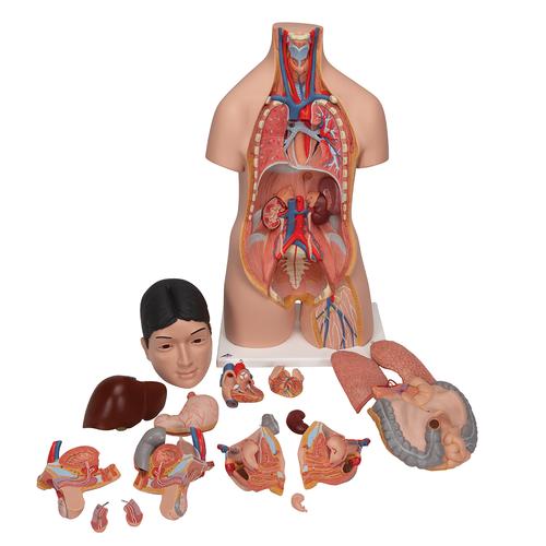Модель торса человека, двуполая, японский тип, 18 частей - 3B Smart Anatomy, 1000199 [B32/4], Модели торса человека