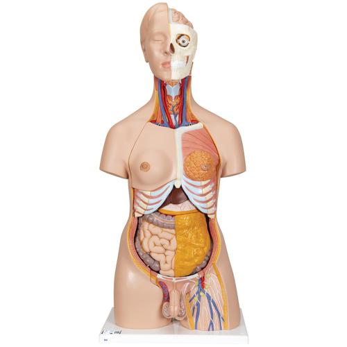 Модель торса человека, двуполая, класса «люкс», 20 частей - 3B Smart Anatomy, 1000197 [B32], Модели торса человека