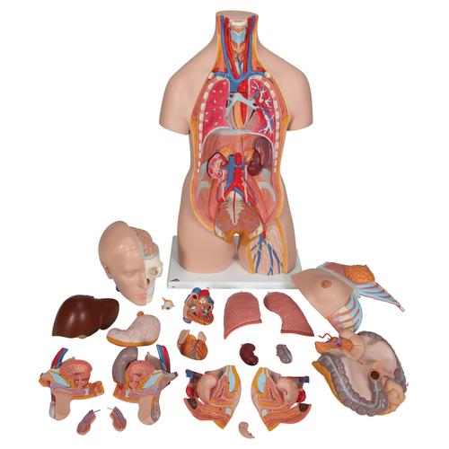 Модель торса человека, двуполая, класса «люкс», 20 частей - 3B Smart Anatomy, 1000197 [B32], Модели торса человека