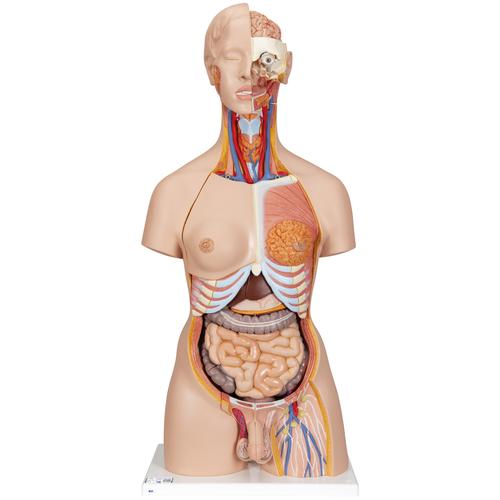 Модель торса человека, двуполая, класса «люкс», с открытой спиной, 28 частей - 3B Smart Anatomy, 1000200 [B35], Модели торса человека