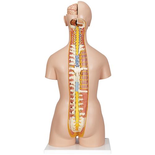 Super-torse bisexué avec dos ouvert, en 28 parties - 3B Smart Anatomy, 1000200 [B35], Modèles de troncs humains