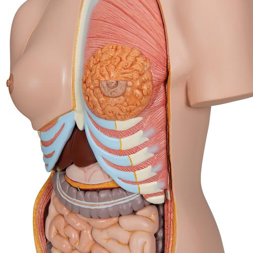 Deluxe Dual Sex Human Torso Model with Opened Back, 28 part - 3B Smart Anatomy, 1000200 [B35], Human Torso Models