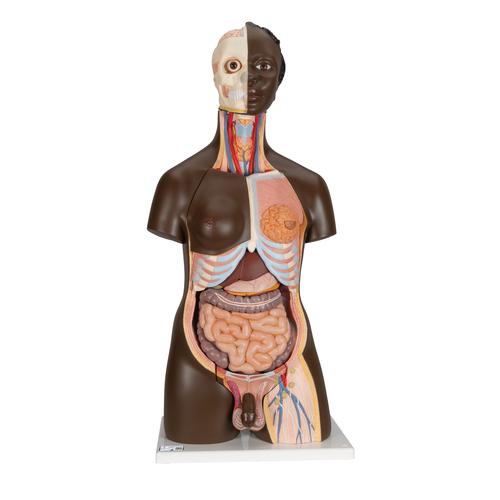 Модель торса человека торса, типа, двуполая, 24 части, темным цветом кожи - 3B Smart Anatomy, 1000202 [B37], Модели торса человека