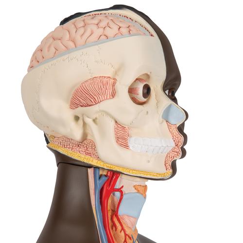 Модель торса человека торса, типа, двуполая, 24 части, темным цветом кожи - 3B Smart Anatomy, 1000202 [B37], Модели торса человека