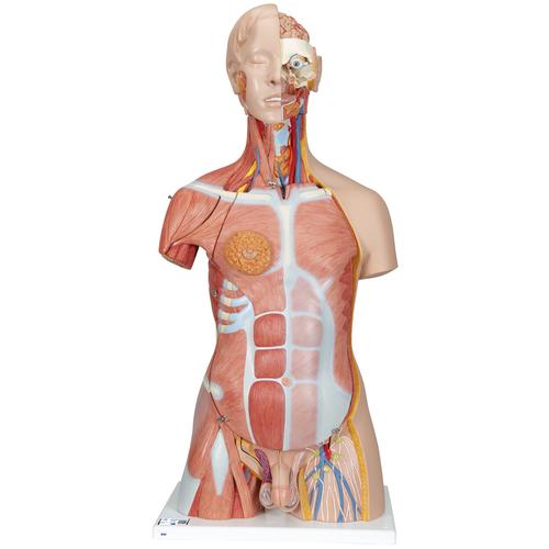 Luxus Muskel Torso Modell, mit weiblichen & männlichen Geschlechtsorganen, 31-teilig - 3B Smart Anatomy, 1000203 [B40], Torsomodelle