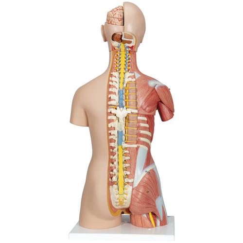 Deluxe Dual Sex Human Muscle Torso Model, 31 part - 3B Smart Anatomy, 1000203 [B40], Human Torso Models
