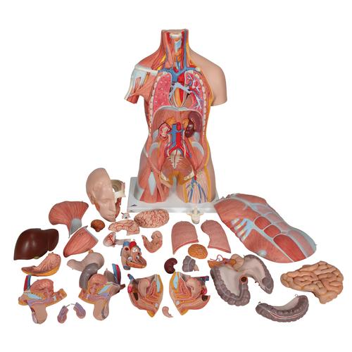 Модель торса человека, с мышцами, двуполая, класса «люкс», 31 часть - 3B Smart Anatomy, 1000203 [B40], Модели торса человека