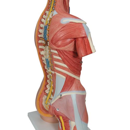 Torso de lujo con m&uacute;sculos, 31 partes, 1000203 [B40], Modelos de Torsos Humanos