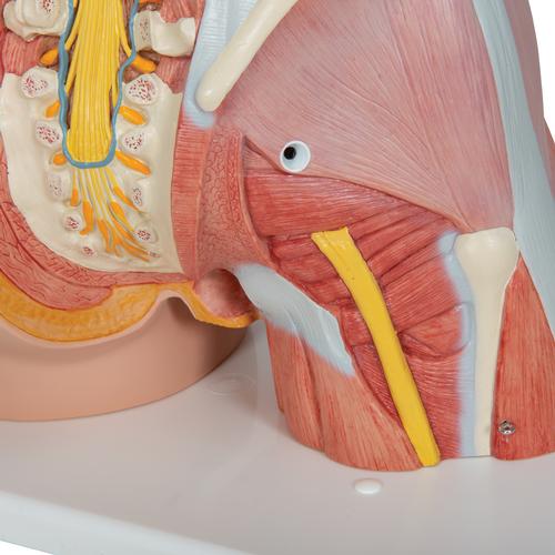 Torso bisessuato, modello di lusso, con schiena aperta, in 31 parti, 1000203 [B40], Modelli di Torso