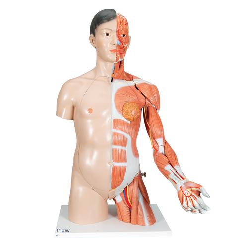 근육 아시아인 상반신 모형, 33-파트 Life-Size Asian Dual Sex Human Torso Model with Muscular Arm, 33 part - 3B Smart Anatomy, 1000204 [B41], 인체 상반신 모형