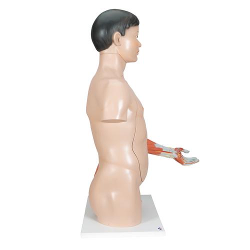 亚洲双性躯干模型，带有肌肉的手臂，33部分组成 - 3B Smart Anatomy, 1000204 [B41], 躯干模型