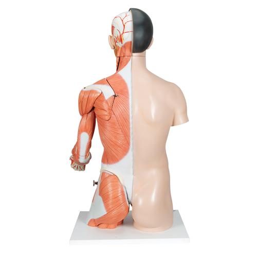 Модель торса человека, двуполая, класса «люкс», с мышцами руки, азиатского типа, 33 части - 3B Smart Anatomy, 1000204 [B41], Модели торса человека