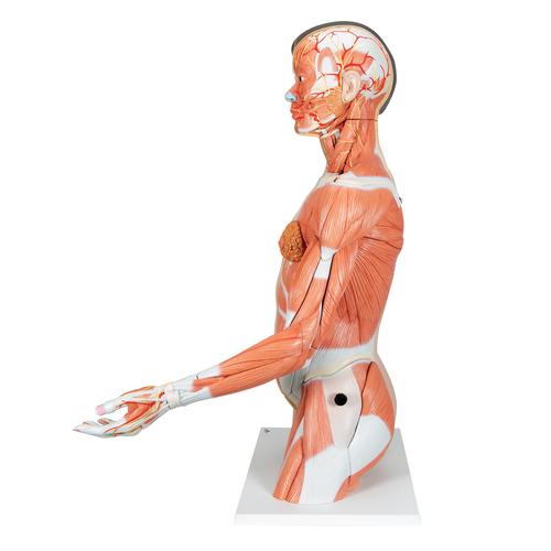Torse de luxe asiatique avec musculature du bras, en 33 parties - 3B Smart Anatomy, 1000204 [B41], Modèles de troncs humains