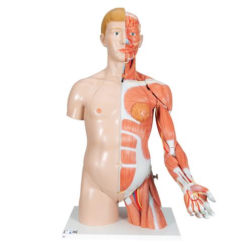 Модель торса человека, двуполая, класса «люкс», с мышцами руки, 33 части - 3B Smart Anatomy, 1000205 [B42], Модели торса человека