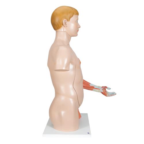 Life-Size Dual Sex Human Torso Model with Muscle Arm, 33 part - 3B Smart Anatomy, 1000205 [B42], Human Torso Models