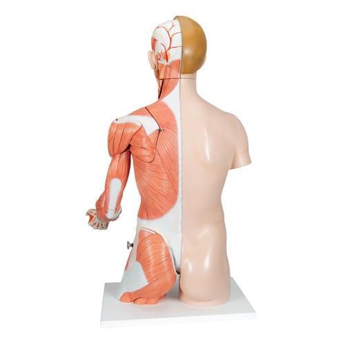 Torso de lujo y brazo con músculos, 33 partes - 3B Smart Anatomy, 1000205 [B42], Modelos de Torsos Humanos
