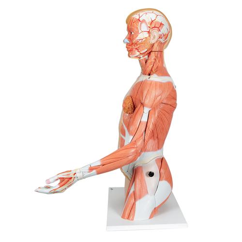 Torso de lujo y brazo con músculos, 33 partes - 3B Smart Anatomy, 1000205 [B42], Modelos de Torsos Humanos