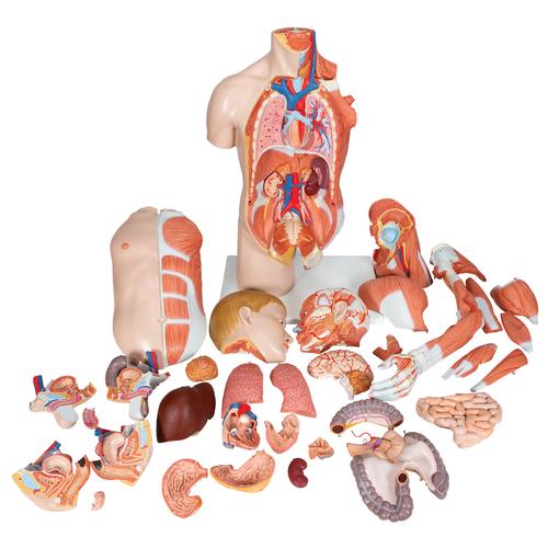 Модель торса человека, двуполая, класса «люкс», с мышцами руки, 33 части - 3B Smart Anatomy, 1000205 [B42], Модели торса человека
