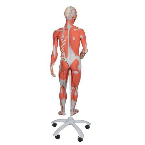 양성 전신 근육모형 (실제 인체의 3/4크기) 45-파트, 3/4 Life-Size Dual Sex Human Muscle Model on Metal Stand, 45-part - 3B Smart Anatomy, 1013881 [B50], 근육 모델